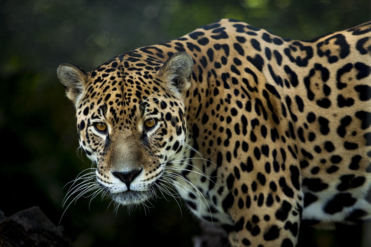 les pas du jaguar