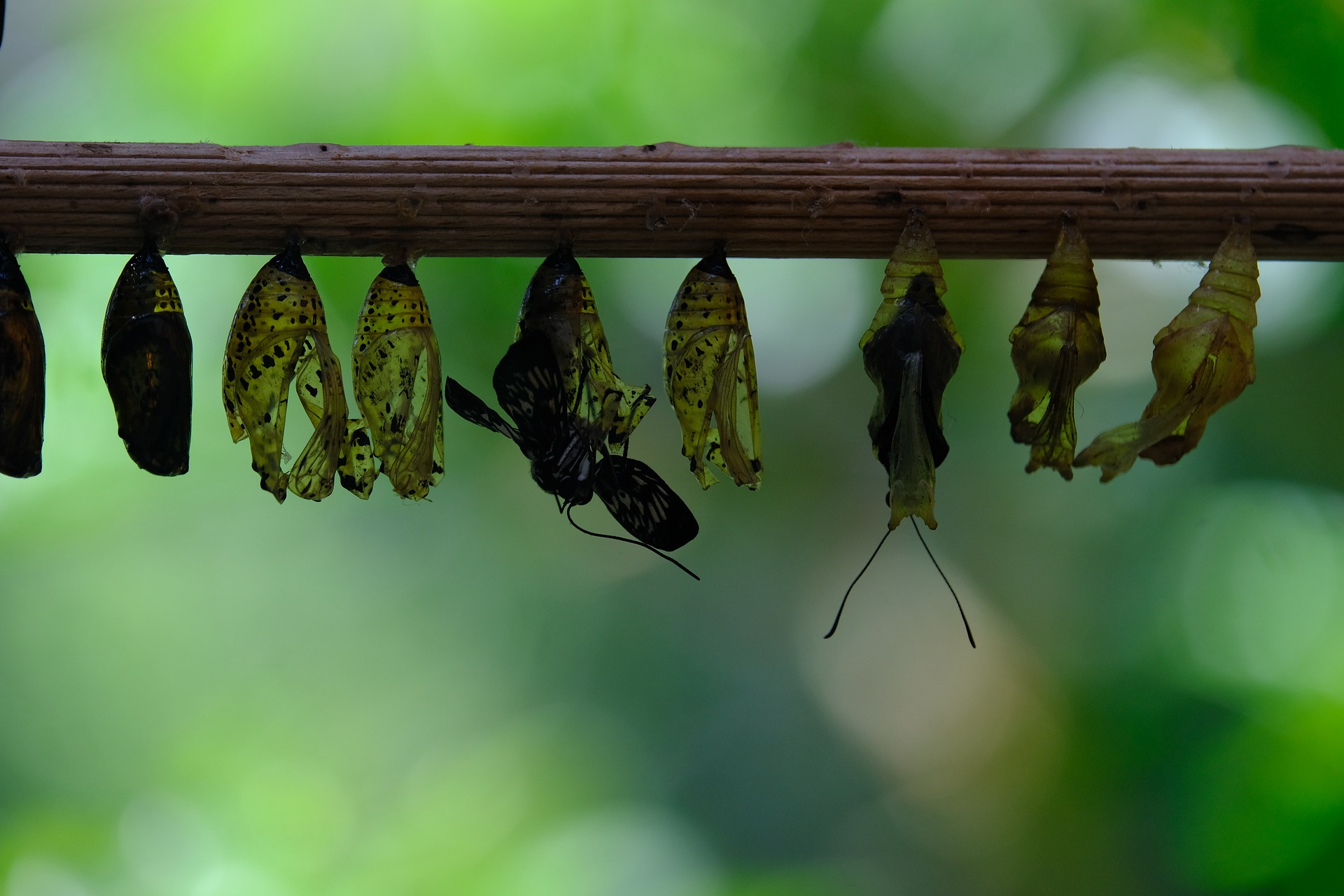 métamorphose intérieure